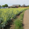 始めて見たキャベツの花