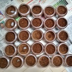 鍬形飼育記録帖