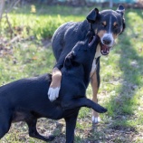『問題行動を起こす犬だとしても、どの犬も同じようにエンリッチメントを豊かに』の画像