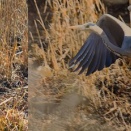 野鳥を探してvol.１　～2025.1月を振り返って～