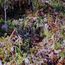 スミレが一杯、