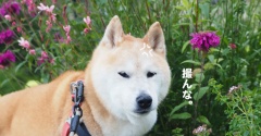 老いてもなお…