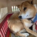 熊本のリンちゃん