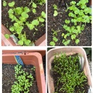 冬野菜，できるかな、でもDAISOの種だからね…
