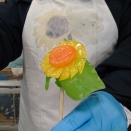 ２０２６・令和８年、５月以降の出店予定をお知らせします。