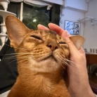 冬場、猫の耳が冷たくなるので温める