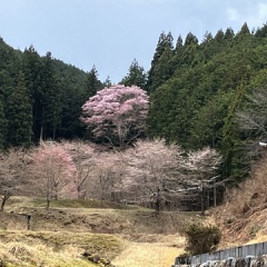 飛騨かなやまの桜　開花状況 2026