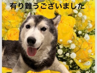 哀しい虹の橋🌈🌈🌈アイビーは神様の元へ