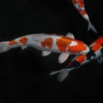 ながおか速報 -新潟県長岡市の地域情報サイト