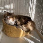 お昼寝だより〜ラガマフィンなぎと私＋テン