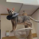 透明ボウルは僕のものにゃもん