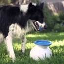 皆さん、どんなオモチャ与えてる？ うちの柴男1歳はオモチャに無関心なんで困ってる【再】