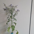 ボリジと枝豆の水耕栽培 10週目