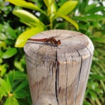 「うつ」の心に癒しを。