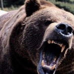 【画像】体重70kgのツキノワグマの手足がこちら！これは人間には勝てねぇよ・・・