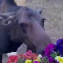 スマホを向けられても、庭先のプランターの花を食べ続けるヘラジカ「要はデカいアライグマ」【海外の反応】