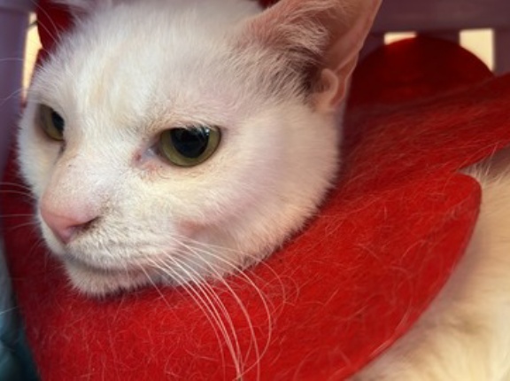 普通じゃない猫たち　20260309