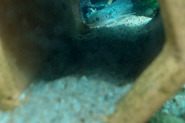 Motiのアクアリウム記録 Moti Aquarium ウーパールーパー水槽