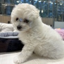 ポメビションの男の子🐶