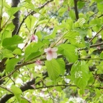 Kawakaming's 　芽華野里便り