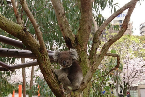 天王寺動物園スタッフブログ Koala 天王寺動物園スタッフブログ Koala