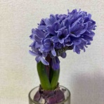 ひろこのひとりごと