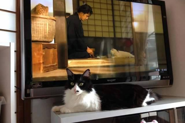 沖縄 野良猫ＴＮＲプロジェクト - 猫