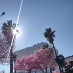 南カリフォルニア暮らしのブログ