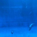 名古屋港水族館