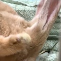 新規保護うさぎの紹介　まなくん