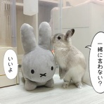 ブンチョ日誌