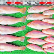 2025年11月16日　釣果