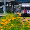 JR東日本キハ110系長野車両センター@キハ110-225（黄色い花）
