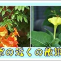 家の近くの散策