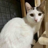 『エアコン故障…猫ちゃん緊急避難‼️🙀』の画像