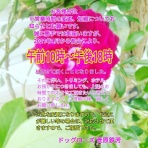 八戸ドッグローズ トリミング小型中型犬専門 ペットホテルは小型犬のみ(吠えずに過ごせるワンちゃんのみ)予約制 0178-38-7451インスタグラムをご覧下さい