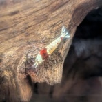 ワンラブ観賞魚部門の入荷情報ブログ！