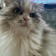 じゃれ合い相手を探している猫と猫トイレのお話