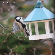 【初冬の庭】軍団が勢ぞろいした日！それにはちゃんとした理由がある！！