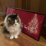 お昼寝だより〜ラガマフィンなぎと私＋テン