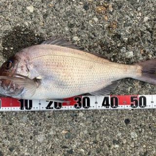 フラッター日誌