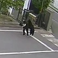福島で４人を襲ったクマ、なおも電子機器工場内に…麻酔銃やわなでの捕獲試みる