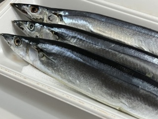 緊急！サンマが三尾500円なんやがどう焼けばええ？