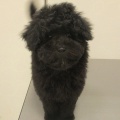 トイプードル　シャンプー