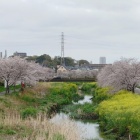 『桜咲く2026　4月1日　国分川と自宅ベランダ』の画像