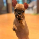 元気いっぱいプチブラフレンチちゃん