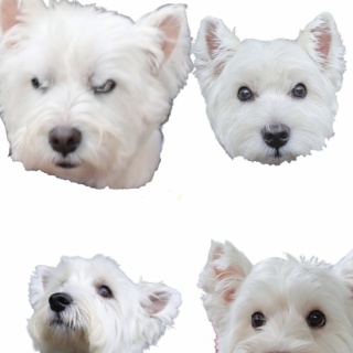 たかシェフのおうちごはん。と、白い犬。と、チワワ。