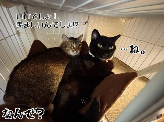 アチアチが羨ましくない季節。