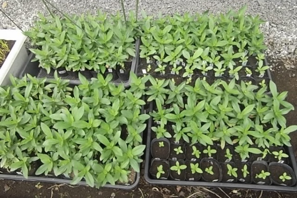 花壇と家庭菜園 手入れ記録 ジニアプロフュージョン