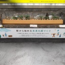 どんぐりを育てています